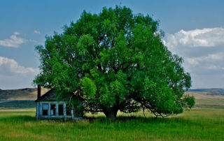 How Trees Can Affect Your Home’s Foundation